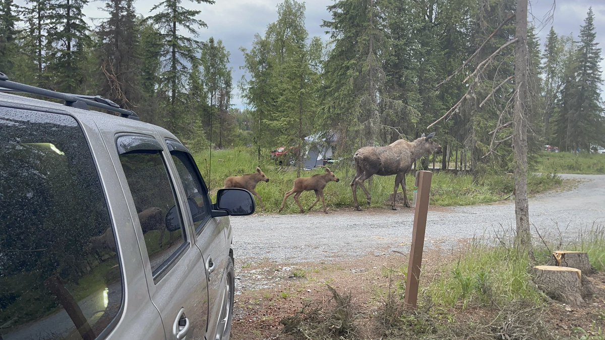 dneeljrphoto's tweet photo. Got all set up at my camping spot for the weekend and shortly after had a couple visitors come through. Gotta love Alaska. #nikonusa #z9 #wildlifephotography #captureAlaska #Zcreators #Alaskalife #nikonphotography #TwitterNatureCommunity #YourShotPhotographer https://t.co/Or8QB3PAld