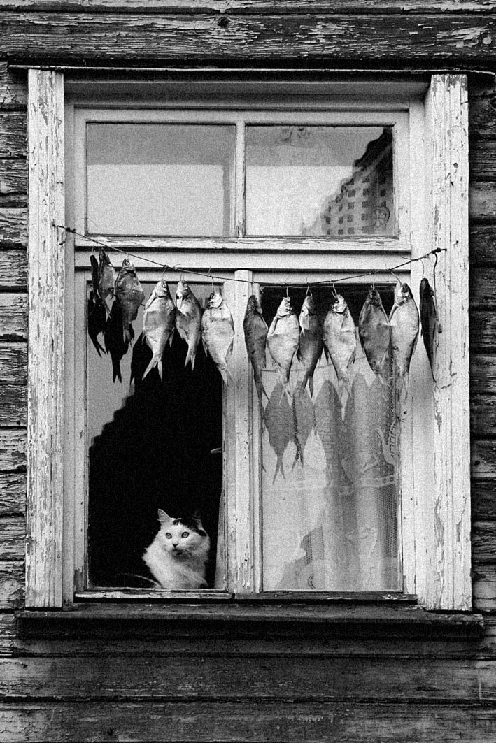 Olga Kuligina    🐾 good morning 🐾