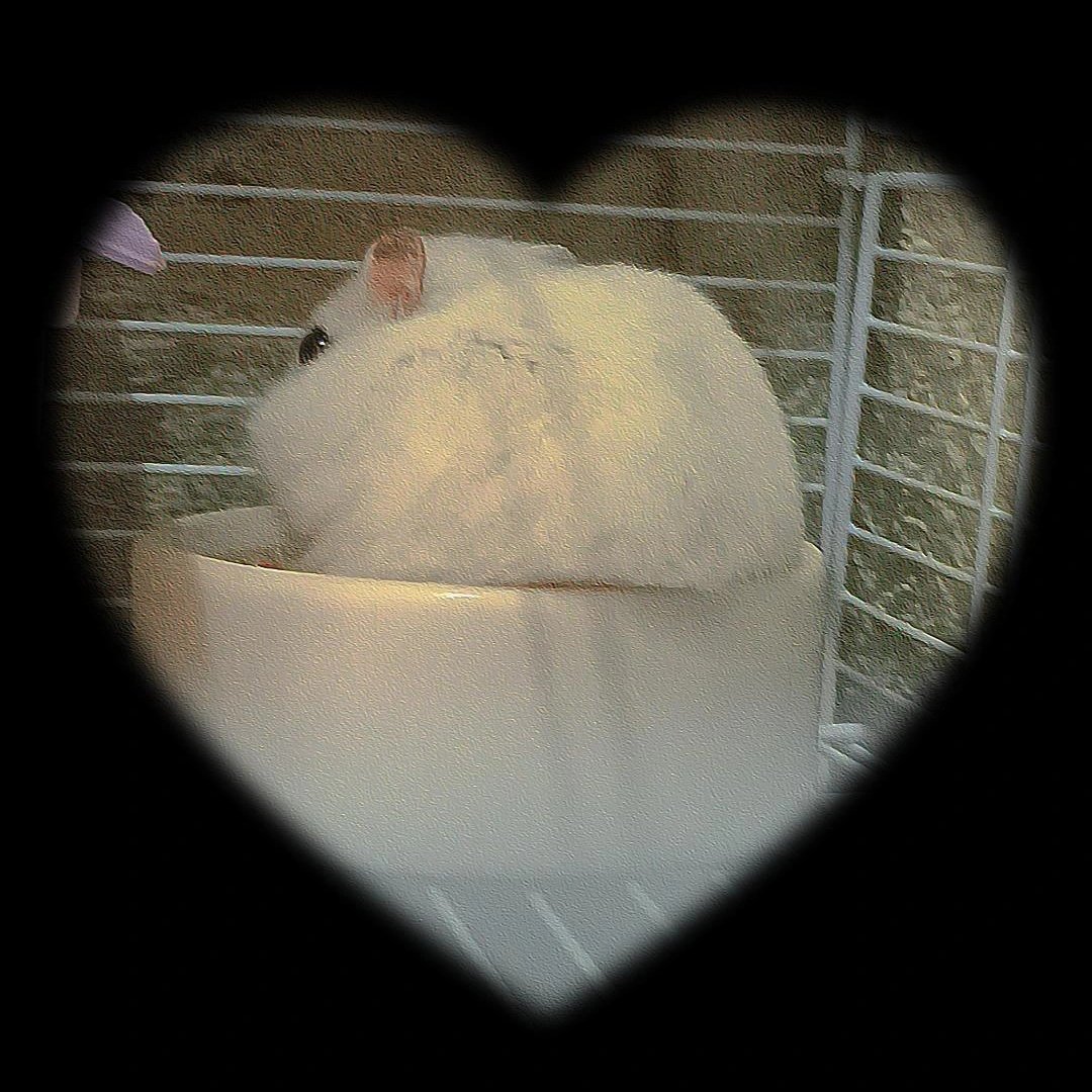 แทบจะไม่ใช่หนูแล้ว656565555