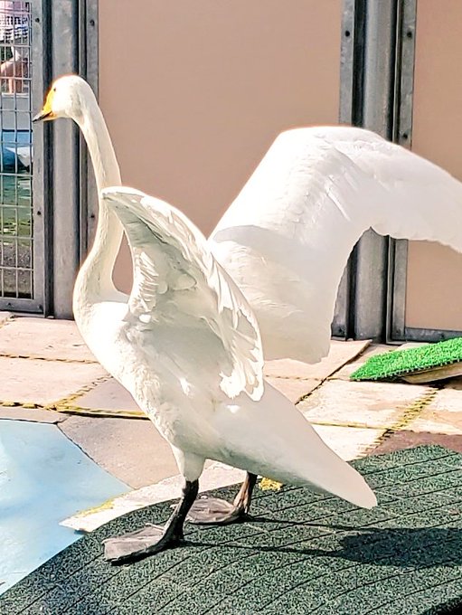 白鳥のtwitterイラスト検索結果