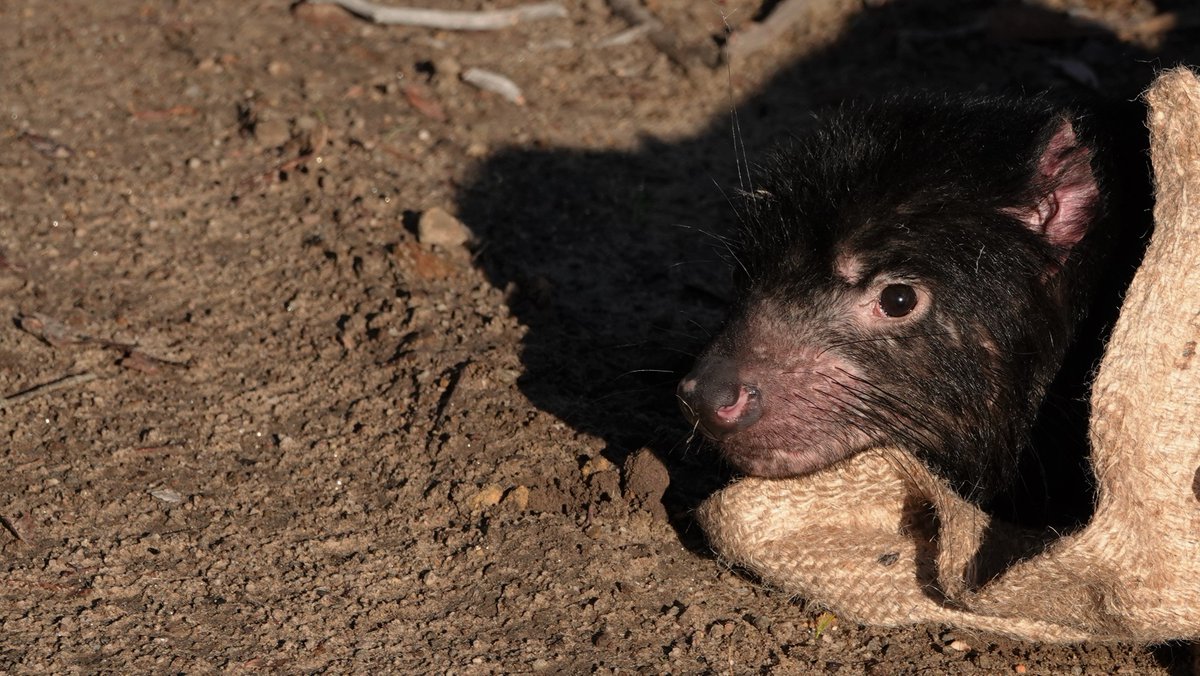 Excited to see our latest Tasmanian devil paper; investigating genome-wide genetic diversity at 1,819 SNPs &amp; functional diversity at over 500 genes from 31 wild locations plus the zoo-based insurance population &amp; Maria Island cell.com/iscience/fullt…  1/🧵