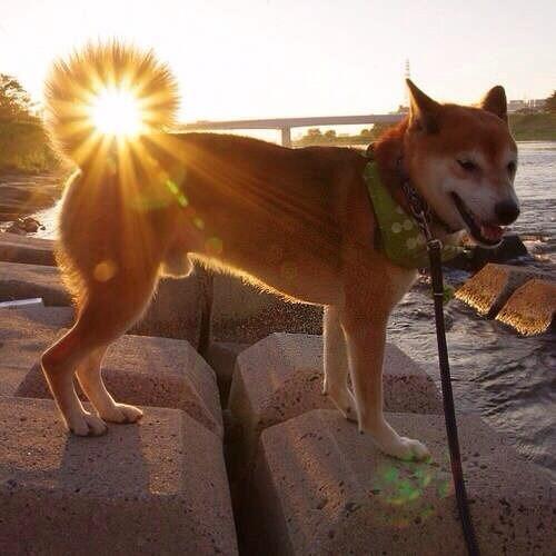 Shiba Every Hour (@shibaeveryhour) on Twitter photo 
