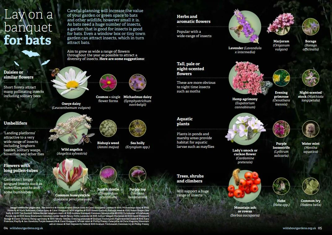 Make sure your garden is attracting plenty of bat food this summer! Bat mums are giving birth or feeding pups so they need all the food they can get! Some tips on how to lay on a banquet for bats and free resources can be found here: buff.ly/2HkKSuq