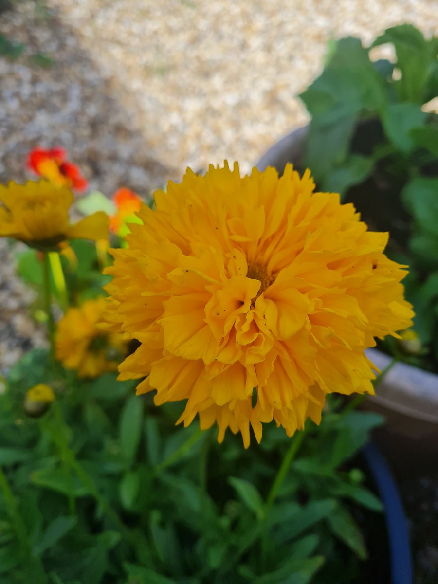 Canteenrun's tweet photo. #gardens #calliopsis? https://t.co/vyLtv429Qh
