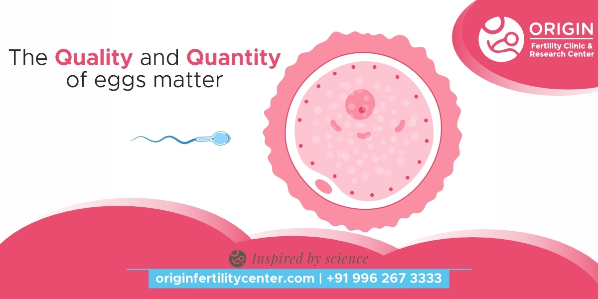 By puberty, a woman’s egg count might be 1 million; at 25, maybe 300,000. Then, around 35, the decline starts to get a bit steeper until all eggs have been depleted.

#infertility #ivf #fertility #pcos #ivfjourney #pregnancy #fertilityjourney #ttcjourney #miscarriage  #icsi #ivf