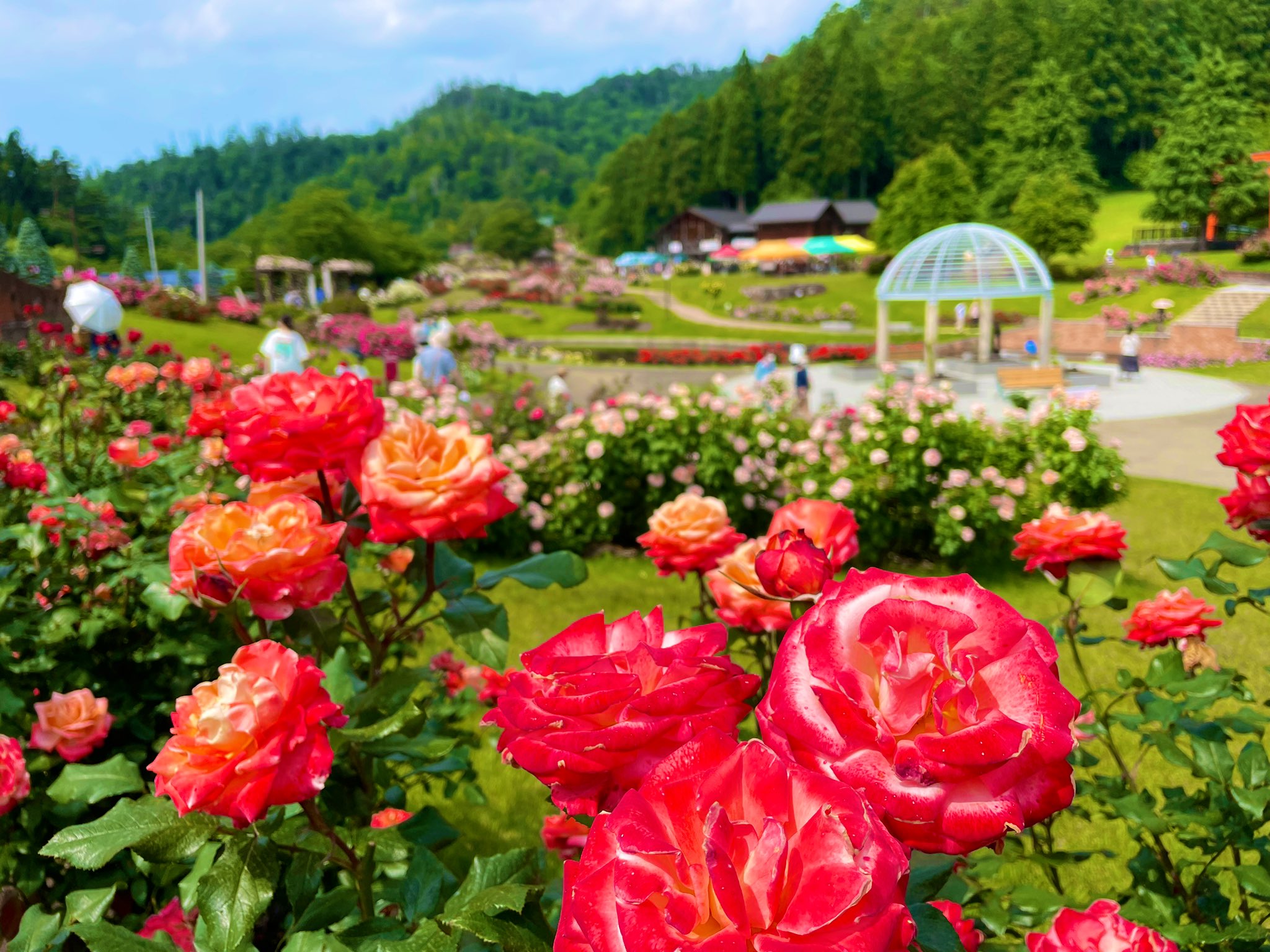 コトネ東北 ずっと来てみたかったバラ園 東沢バラ公園 初めて訪れましたが 圧倒される美しさでした 最高に見ごろ バラソフトも美味しかった 山形県 村山市 東沢バラ公園 東沢公園 バラ園 T Co Ihgzkxpmng Twitter