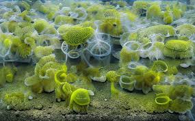 metavampclub's tweet image. Story of the Metaverse Vampires Club
9/14
Businessmen will be giving the target of establishing the business community.
Farmers will harvest food for all others.
Policemen will look for security from criminals and other wild animals.
#MetaVampClub