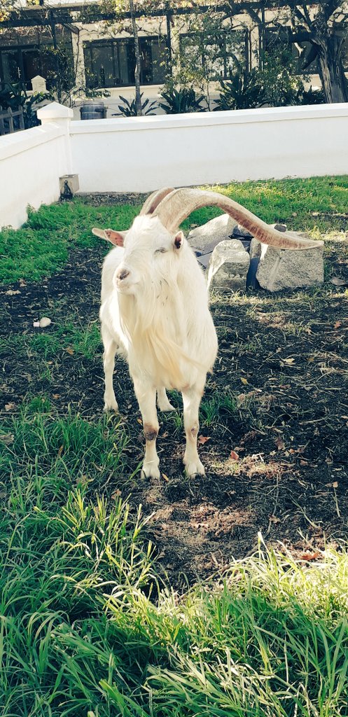 Ivor1B's tweet photo. AnimalArt Series. The Model - Billy Goat Gruff. #photography #photo #photographer #photos #photographer #PhotographyRedefined #ivorb #ivorbphoto #ivorbphotography #NaturePhotography #model #modelphotography #GOAT #goatphoto #animalphoto #streetphotography https://t.co/nhbTWIw5UV