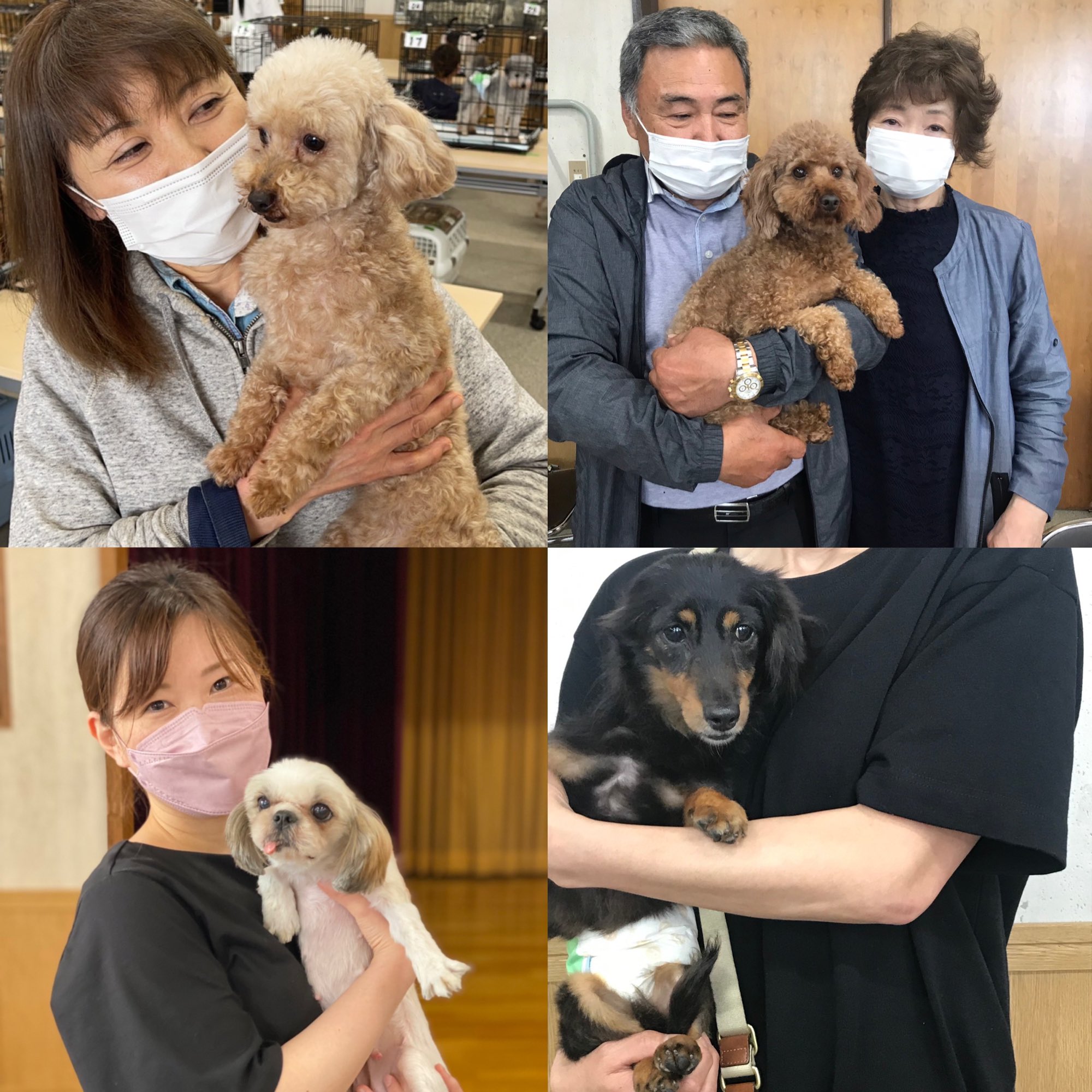 北海道ペット事業協同組合 6月の譲渡会で新しいご家族様が決まりました 次回の里親譲渡会は7月16日です 里親犬 里親猫 里親募集中 譲渡会 ブリーダー卒業犬 ブリーダー卒業猫 ブリーダーリタイヤ犬 老犬 犬 猫 成犬 成猫 札幌 ペット 北海道ペット事業協同組合 6月の譲渡会で新しいご家族様が決まりました 次回の里親譲渡会は7月16日です 里親犬 里親猫 里親募集中 譲渡会 ブリーダー卒業犬 ブリーダー卒業猫 ブリーダーリタイヤ犬 老犬 犬 猫 成犬 成猫 札幌 ペット