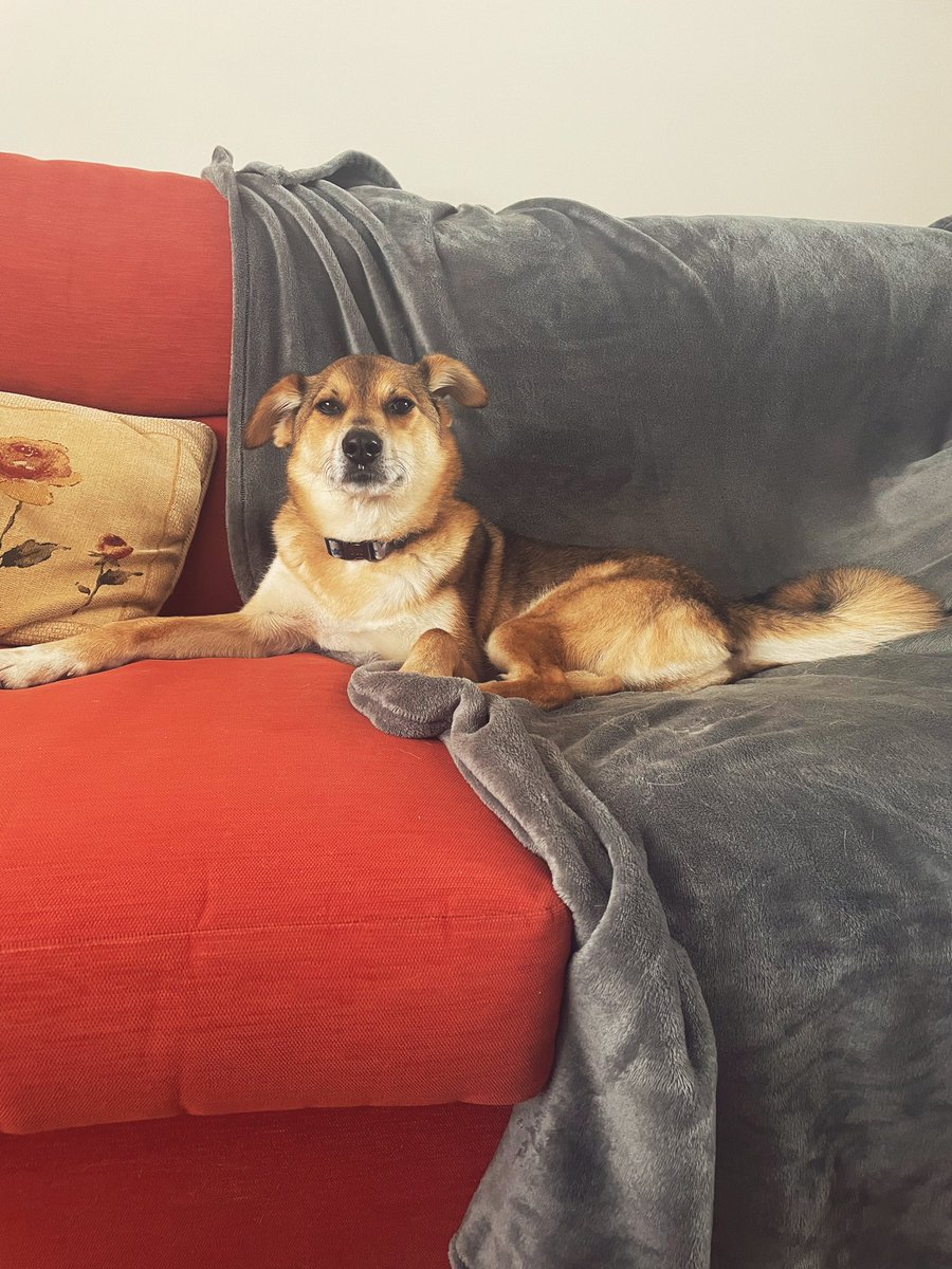 MicahAndFreya's tweet photo. βGood day to you. Sofa is mine. You shall not passβ π #dogsoftwitter #twitterdogs #sofasaturday #youshallnotpass #dogslife https://t.co/mP4U9ojKHS