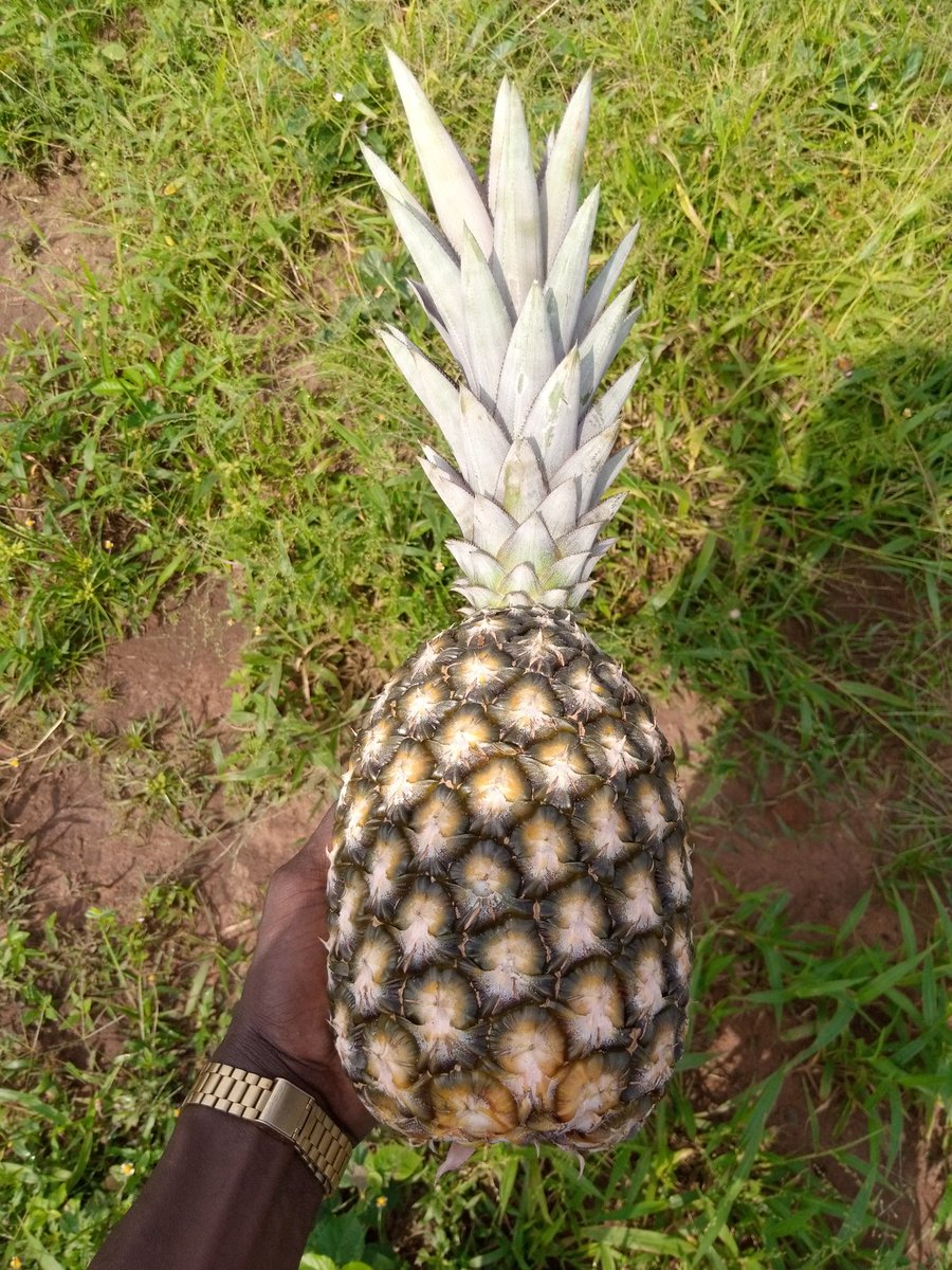 Expertise AgriTech tweet media