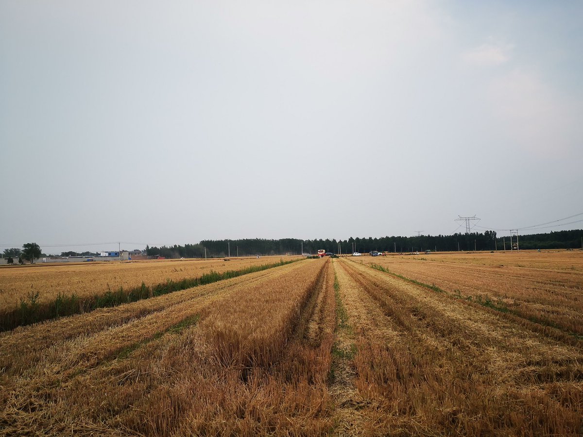 Johnny_Chu2018's tweet image. Wheat harvest .