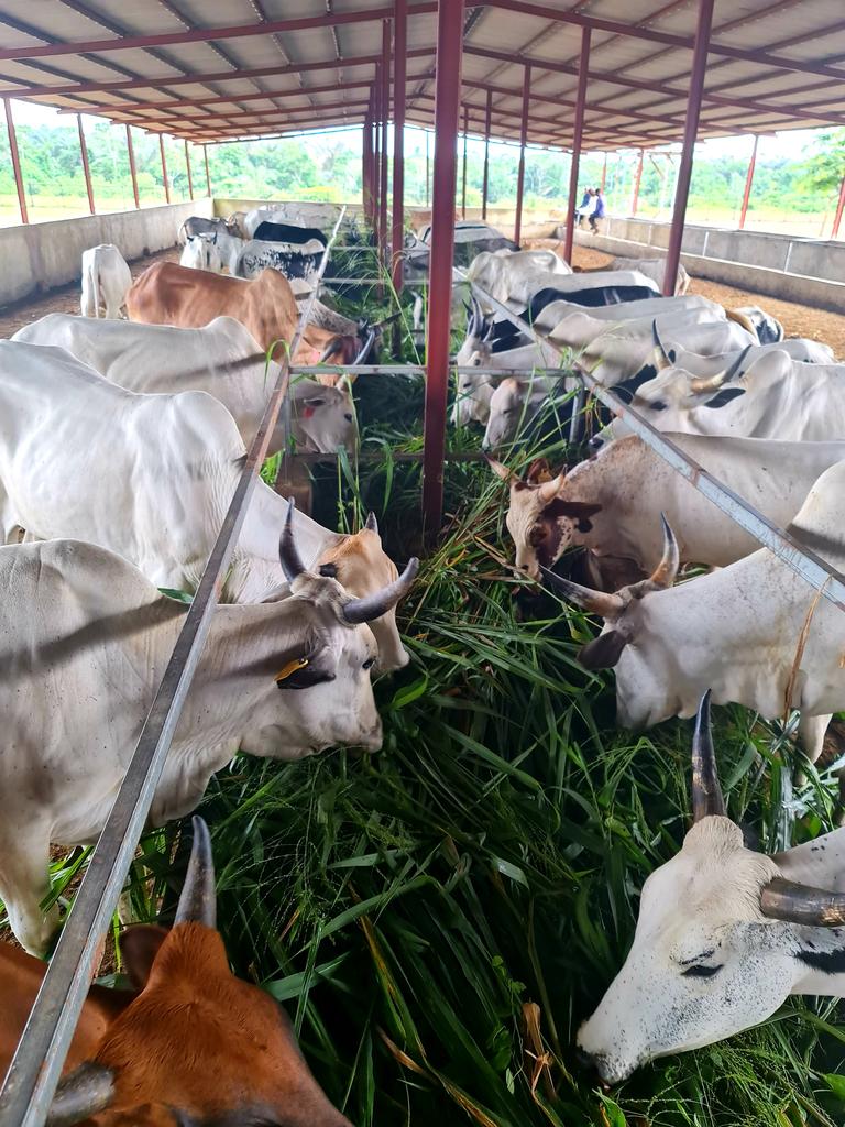 Abi_Olusanya's tweet image. ....🐄🐄🐄...mooooooo