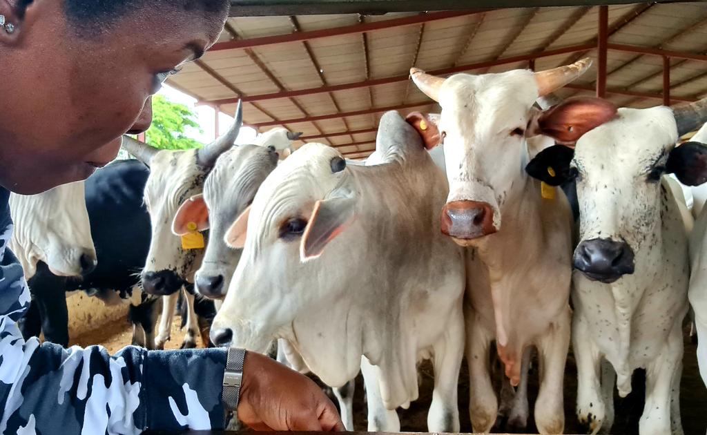 Abi_Olusanya's tweet image. ....🐄🐄🐄...mooooooo