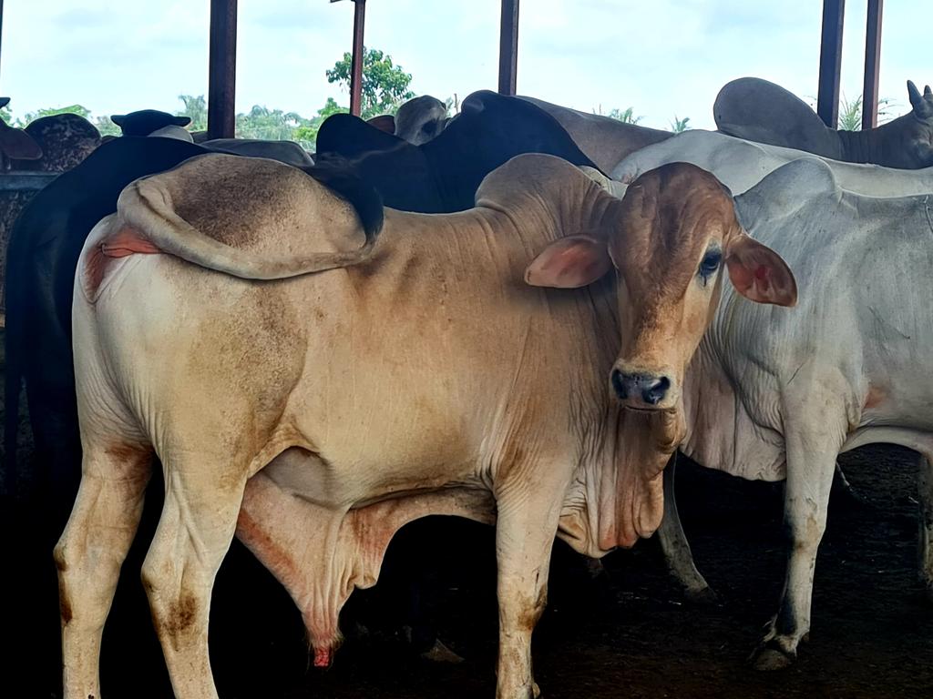 Abi_Olusanya's tweet image. ....🐄🐄🐄...mooooooo