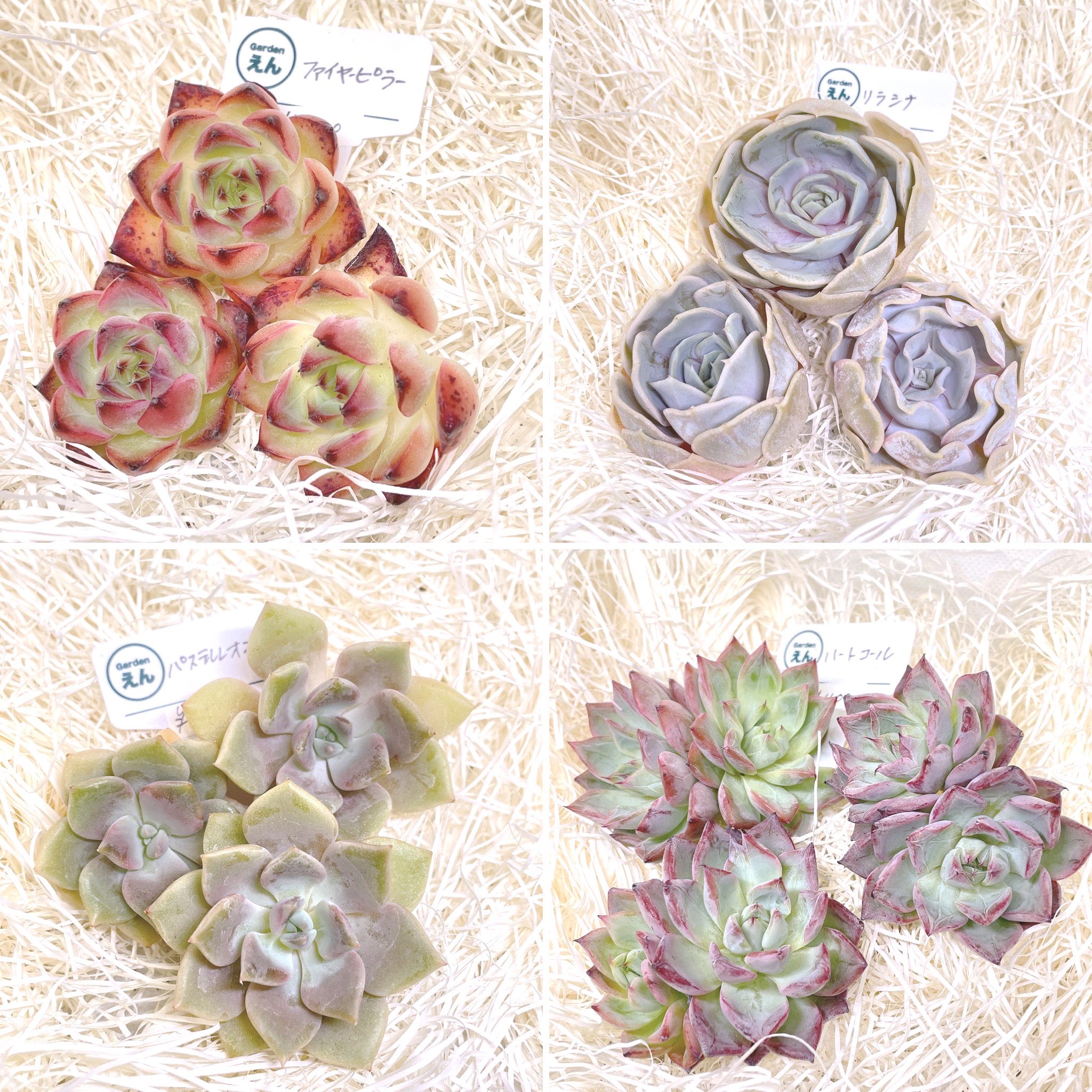Gardenえん Succulents Collection Garden En22 Twitter
