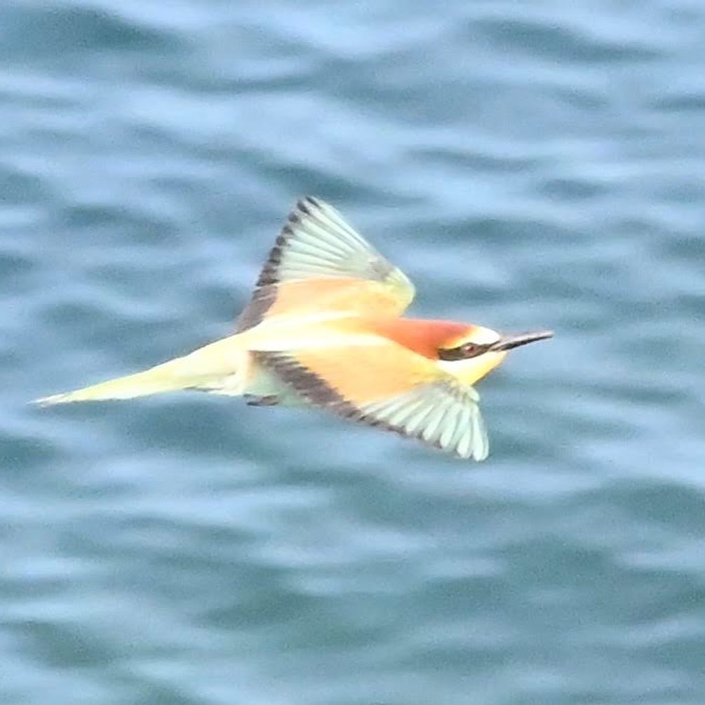 casedeepoca's tweet photo. Bee-eaters at Cape Kaliakra, southern Dobrudja, sighted during our recent Dobrudja Study Trip (photos by Ian Davis). #beeeater #beeeaters #kaliakra #dobrudja #dobrudjastudytrip #balkans #southeasteurope #casedeepoca #valentimandache https://t.co/nM4ZoAI6cO