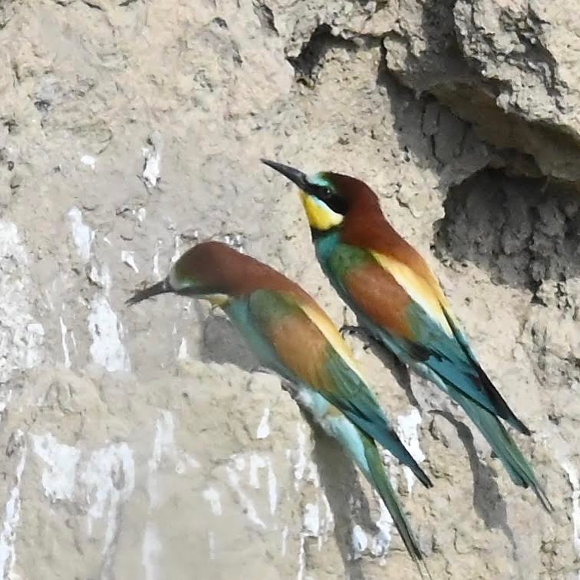 casedeepoca's tweet photo. Bee-eaters at Cape Kaliakra, southern Dobrudja, sighted during our recent Dobrudja Study Trip (photos by Ian Davis). #beeeater #beeeaters #kaliakra #dobrudja #dobrudjastudytrip #balkans #southeasteurope #casedeepoca #valentimandache https://t.co/nM4ZoAI6cO