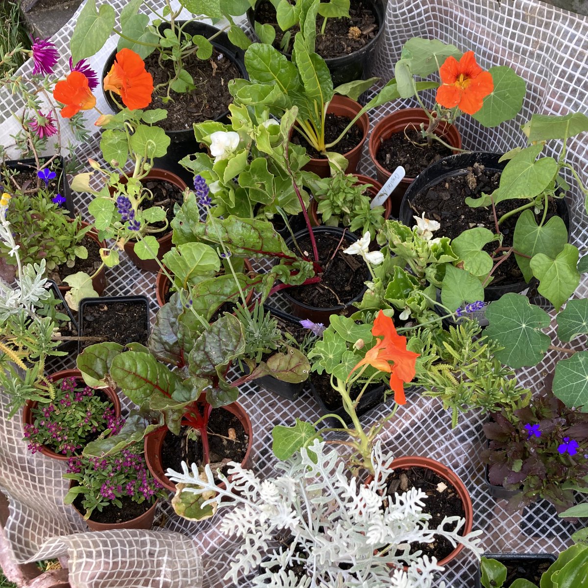 surreydocksfarm's tweet photo. Today is #HaveAGrow day! Community gardens and city farms across the UK are taking part and weβre getting involved with a plant sale. Support the Farm by purchasing your flower, herb and vegetable plants here. All grown from seed by our participants in our peat-free compost!π±πΌ https://t.co/2y6kcGZM2t