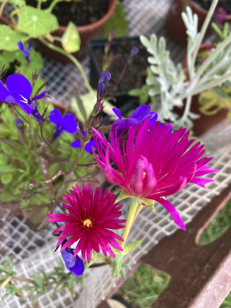 surreydocksfarm's tweet photo. Today is #HaveAGrow day! Community gardens and city farms across the UK are taking part and weβre getting involved with a plant sale. Support the Farm by purchasing your flower, herb and vegetable plants here. All grown from seed by our participants in our peat-free compost!π±πΌ https://t.co/2y6kcGZM2t
