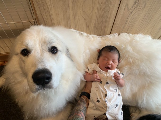 出産にも立ち会った愛犬 生後5日の 妹 が好きすぎると話題 可愛すぎてキュンキュンしました まいどなニュース