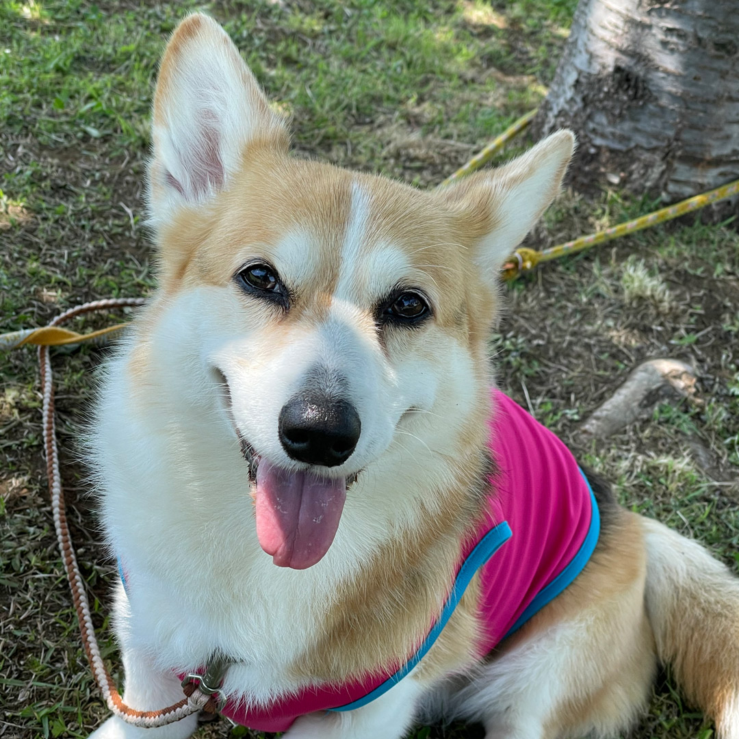 犬が好き Twitter Search Twitter 犬が好き Twitter Search Twitter