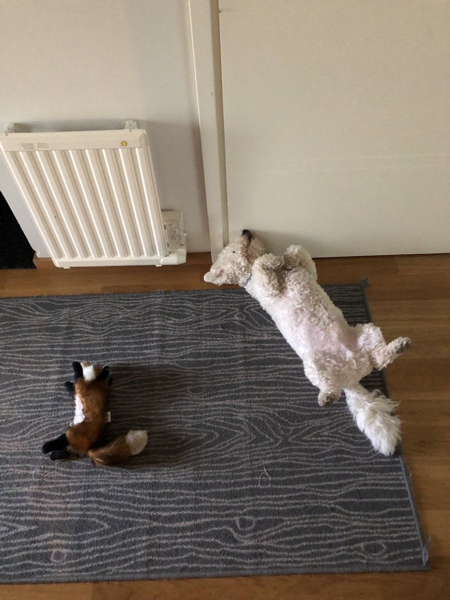 Seppo-koira asuu edelleen meillä. Tässä lienee mietinnässä ketun kimppuun hyökkääminen