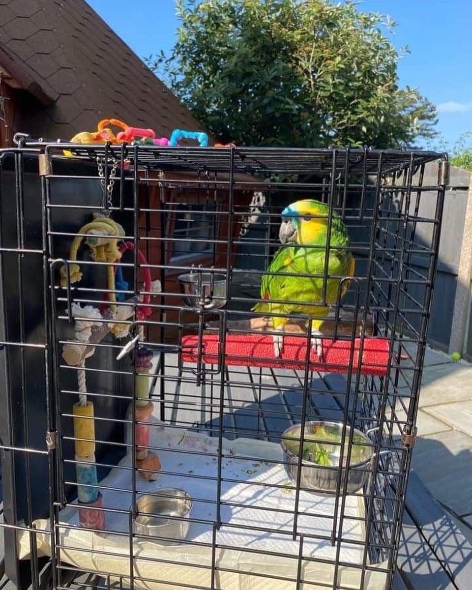 SeagreenView's tweet photo. Charlie returns to Seagreen with his furry friends and his humans today and we can’t wait. Hope he has another great holiday. 🥳
#seagreenview #silloth #cumbriaholidays #petfriendlyholidays https://t.co/ZF393qVi3U