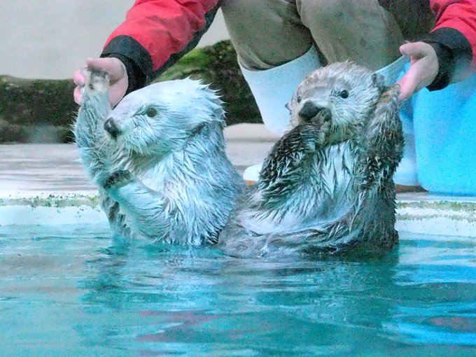 ラッコのtwitterイラスト検索結果 ラッコのtwitterイラスト検索結果