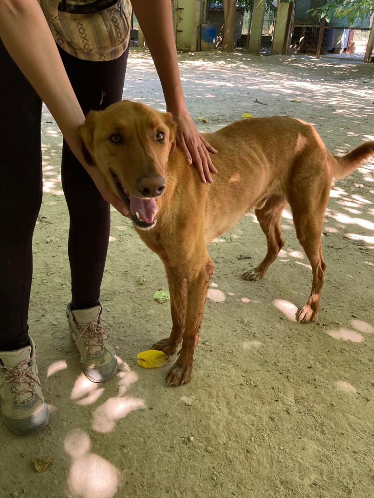 Ribercan's tweet photo. Os presentamos a Lubo, recién llegado a la familia Ribercan.
Tiene unos 4 añitos.
Siempre busca nuestra compañía, es muy cariñoso y está sufriendo en el refugio. Necesita una acogida o un hogar cuanto antes.
Nos ayudas? https://t.co/uj6lTZ7sFa