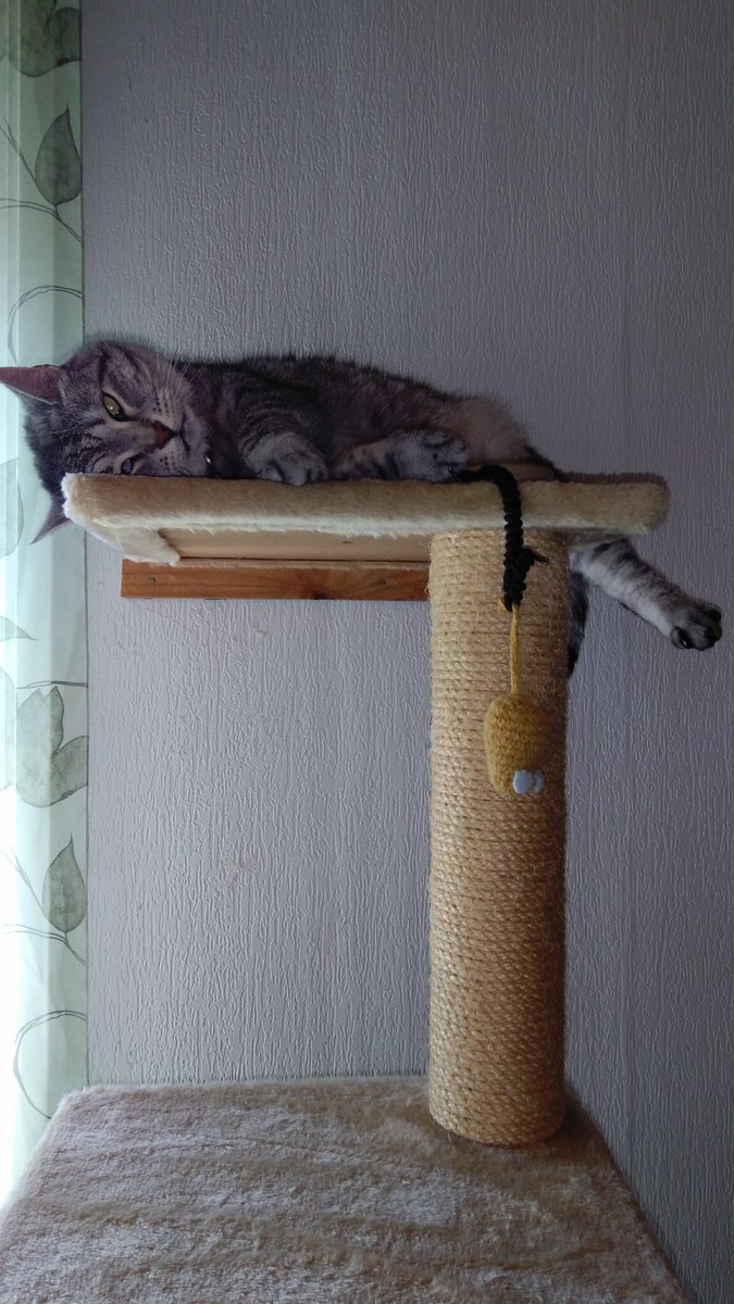 pelargona's tweet photo. Still hot! Over and out! #CatsOfTwitter #CatsOfSweden https://t.co/MdRpHRDLqq