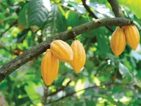 WFPDRC's tweet photo. Cocoa from #NorthKivu in #Congo 🇨🇩 turned into chocolate 🍫 by local businesses in #Goma & #Beni ❗️
#madein243 #chocolate #Food @WFPDRC #FoodSystems #SustainableGastronomyDay https://t.co/iANpVqAq6j