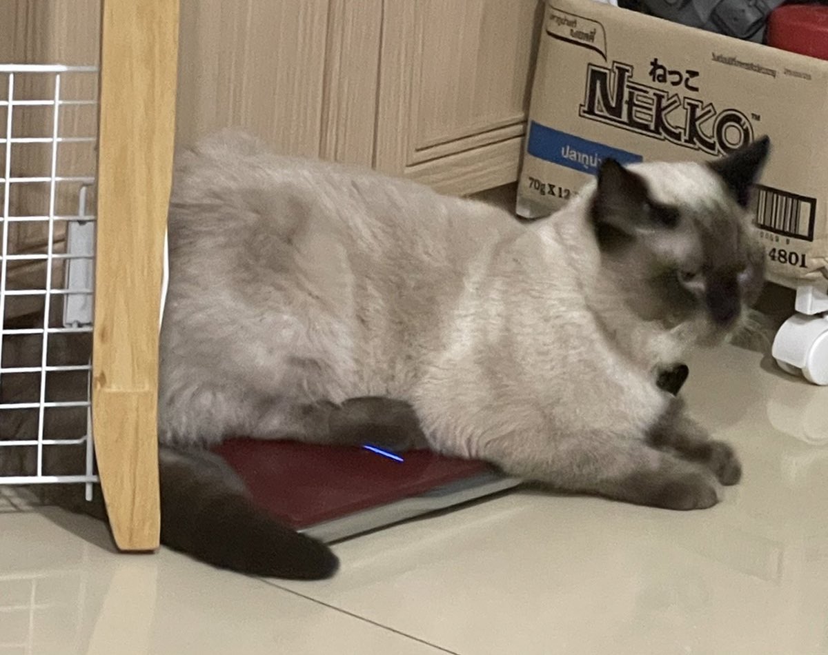 บ่นว่าอ้วน ซักพักชีเดินไปชั่งน้ำหนัก5555555555555555555555555