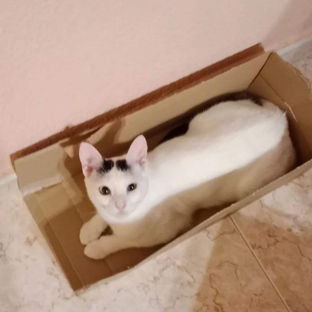🥰 CUQUI BUSCA KAREN 🥰
Cuqui es una muchachita cariñosa y divertida, que llegó a manos de su acogida siendo pequeñita y estando un poco enfermita.
Poco a poco fue floreciendo la preciosa gata que estáis viendo. Y ya es hora de darle un final de cuento de hadas a su historia.