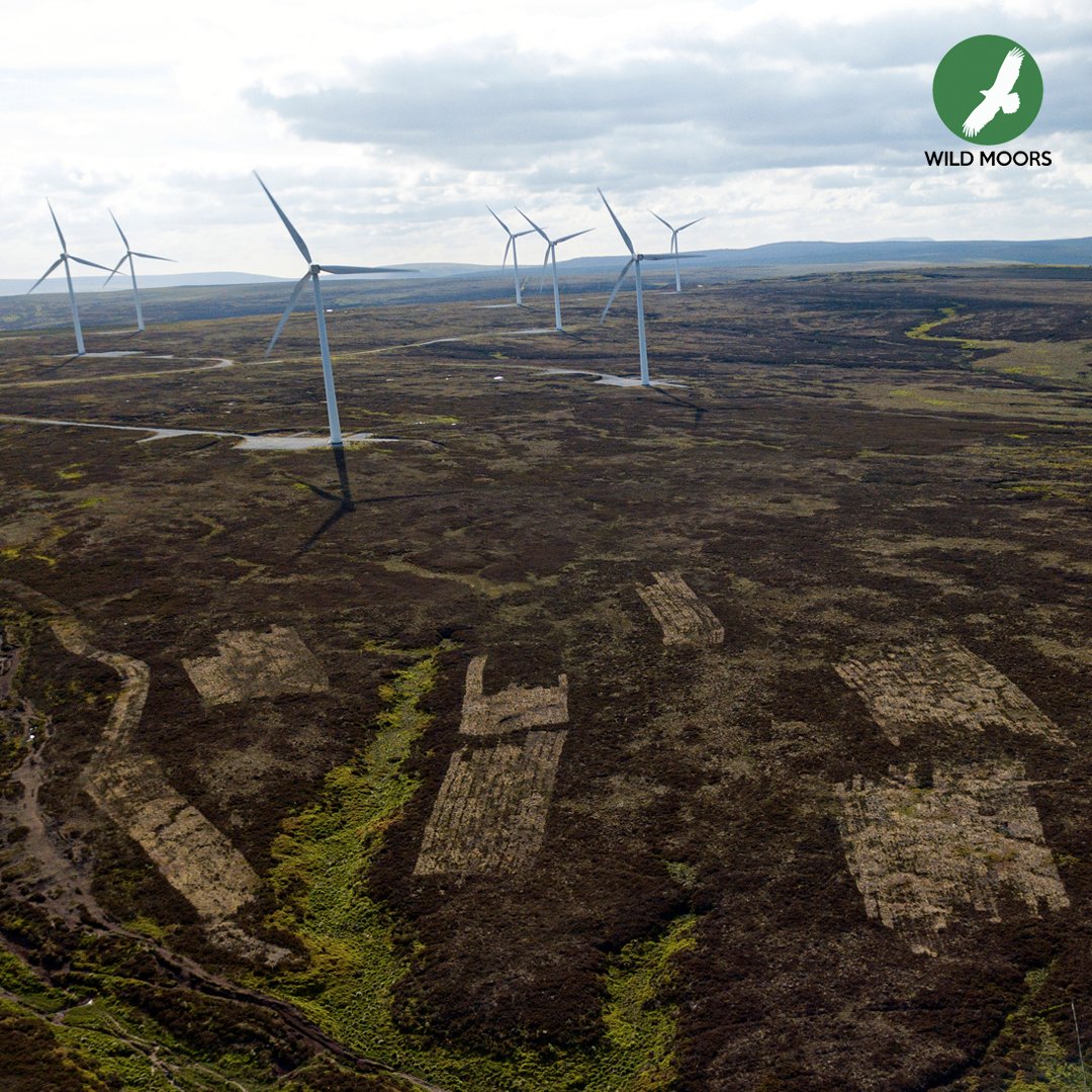 wildmoorsuk's tweet photo. We NEED to protect our carbon-rich peatlands from the damaging effects of grouse moor management.

Do your part by asking @YorkshireWater to not renew its shooting lease on Thornton Moor: https://t.co/qSPtdr3Rsk https://t.co/WiZyWAyoV4