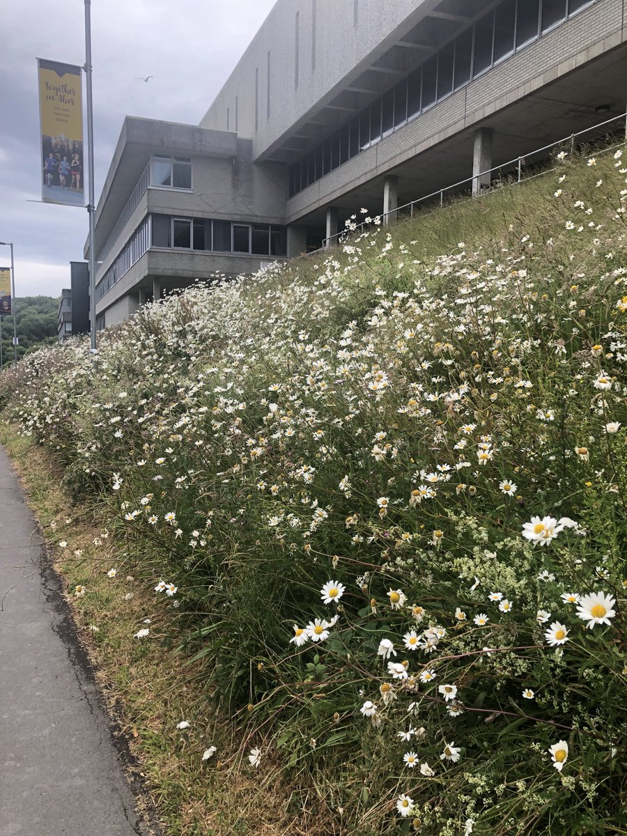 Lecturing today at Vet Cymru at Aberystwyth, how great is it to see the banks left to grow wild to support our pollinators