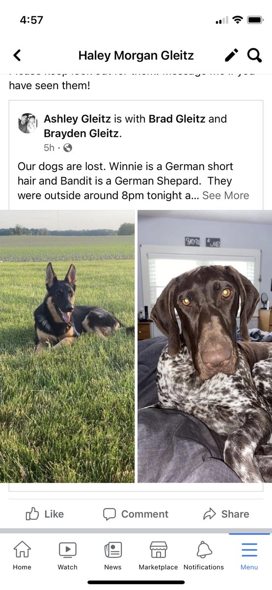 My family’s dogs are missing! If you have seen them running around please let me know they were let out to go to the bathroom and never came back. Between state road 25 and 17 closer to Logansport. They are not wearing collars because of getting caught in them. Thank you😔❤️❤️