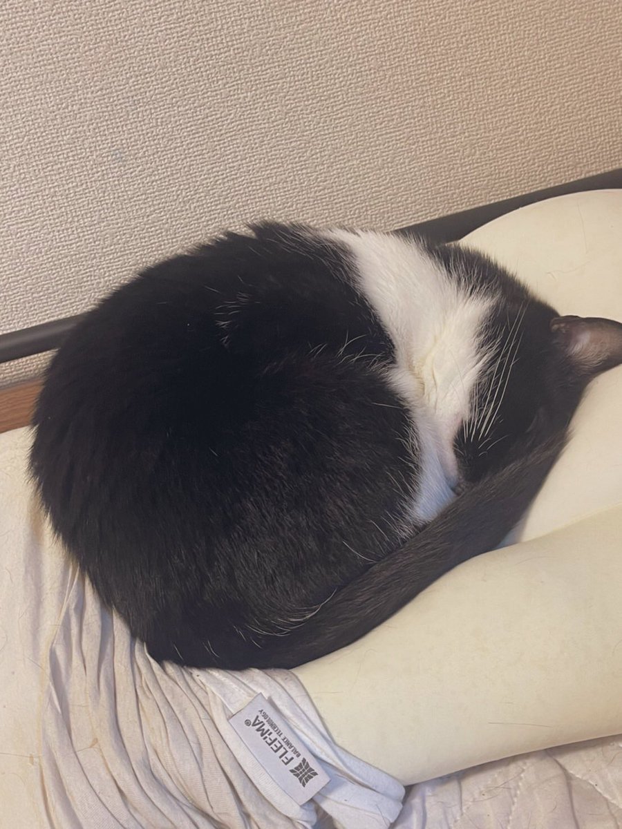 明日は、暑くなる様です🌞

体調管理にご注意を😸v❤️

枕がお好きな様😸🍙

#おむすびkun
#枕
#飼い猫