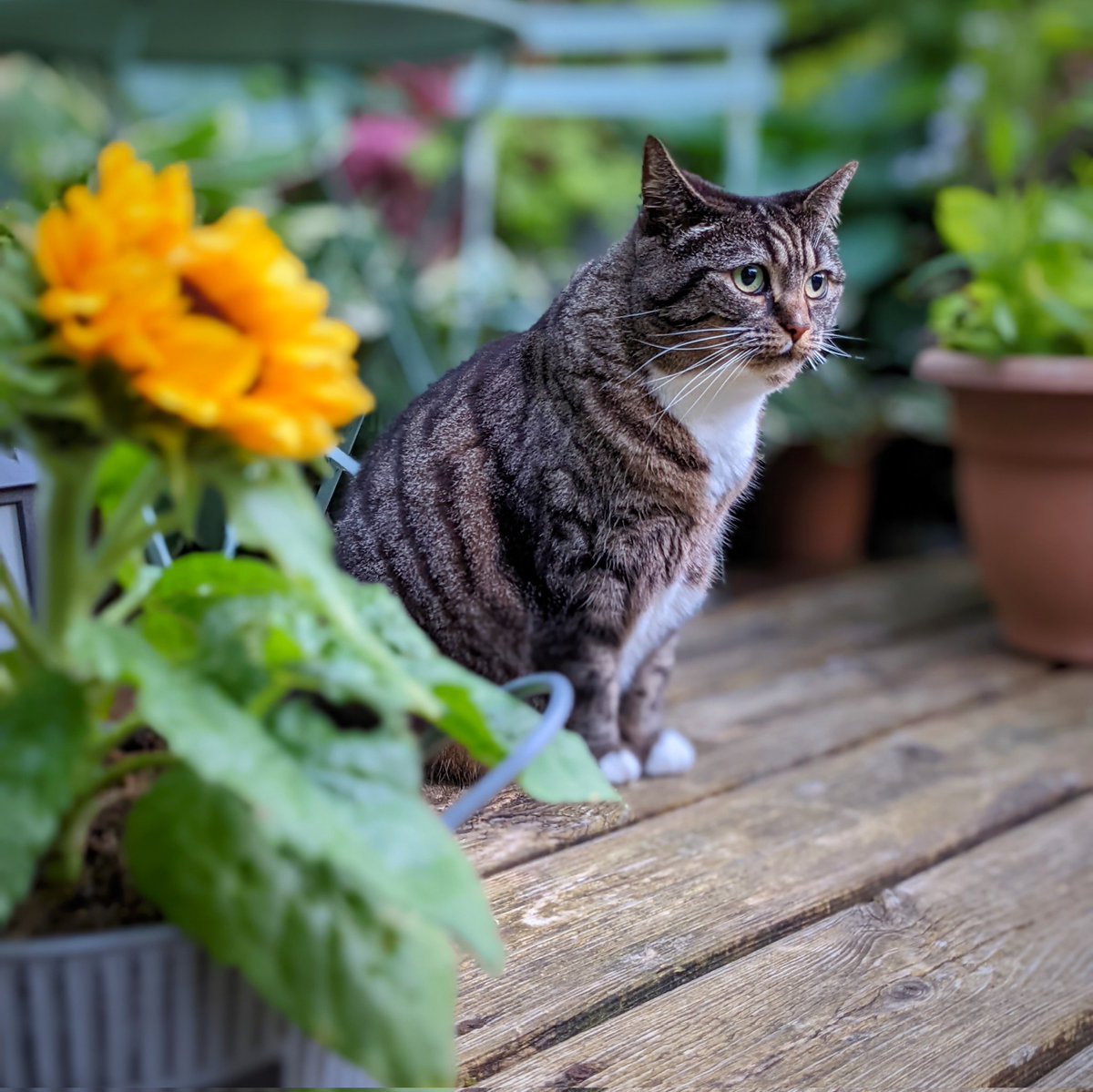 Friedeggstudios's tweet image. Happy #caturday @thechrisbarron