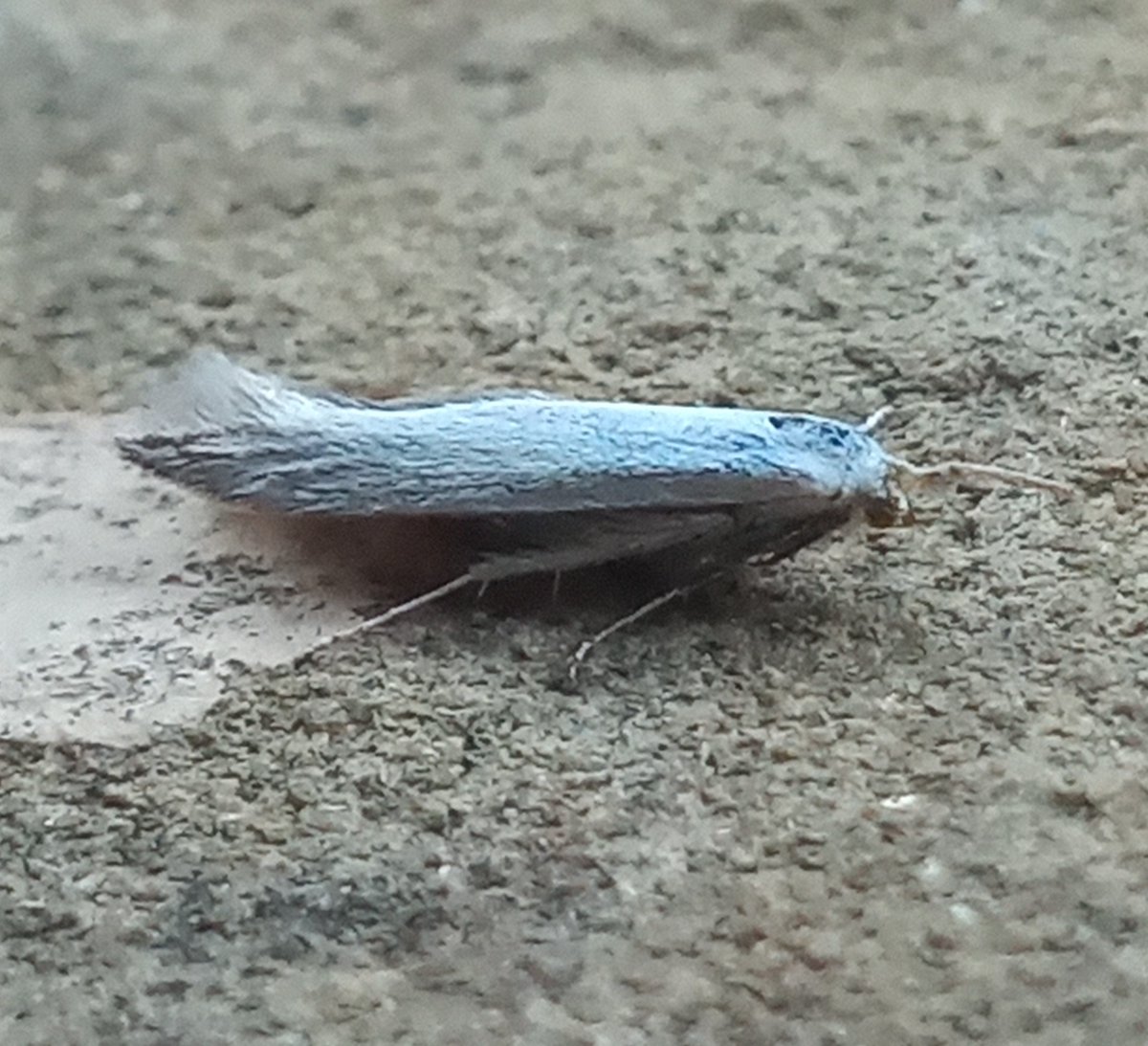 Some micro-moths which I have been unable to
identify, caught this week in our Warnham garden. <a href="/MOTHIDUK/">UK Moth Identification</a> <a href="/SussexMothGroup/">Sussex Moth Group</a> do you have any suggestions please?