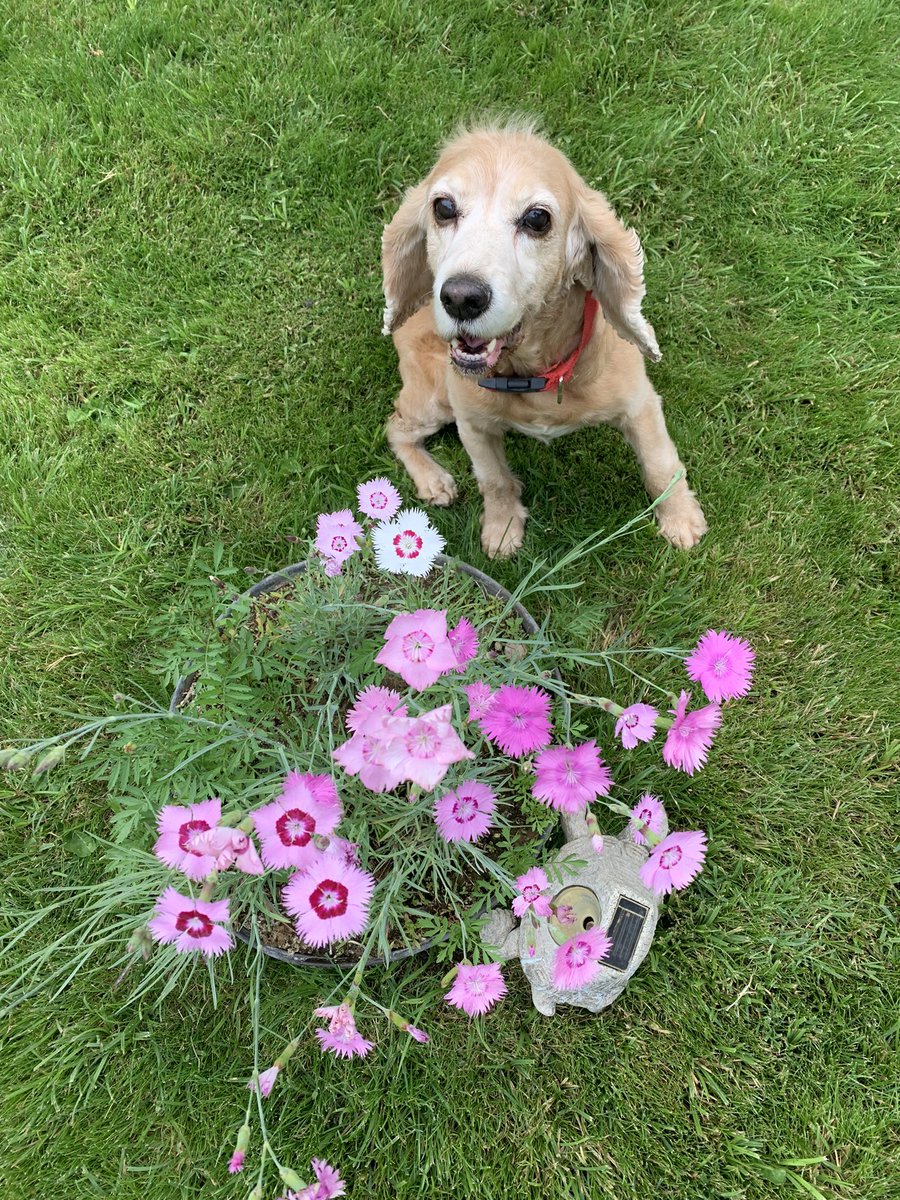 İtoş kız da karanfillerin kokulusunu sever