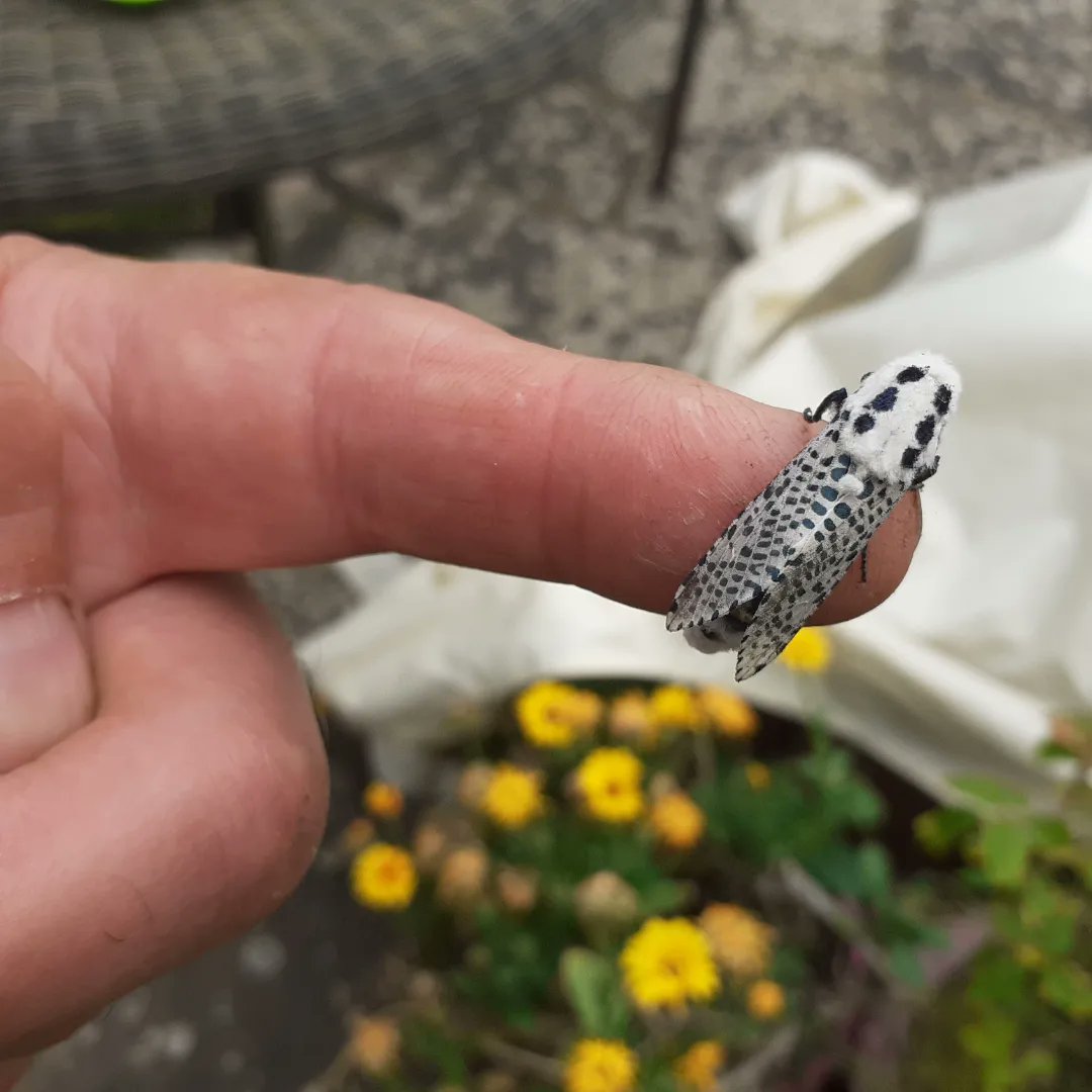 Day 18 #30DaysWild There was high excitement this morning as last night’s haul gave us 57 different macro moths and a variety of other insects and micro moths too, here are, Peach Blossom, Lobster, Miller and Leopard @NorfolkWT @Bertseyeview1