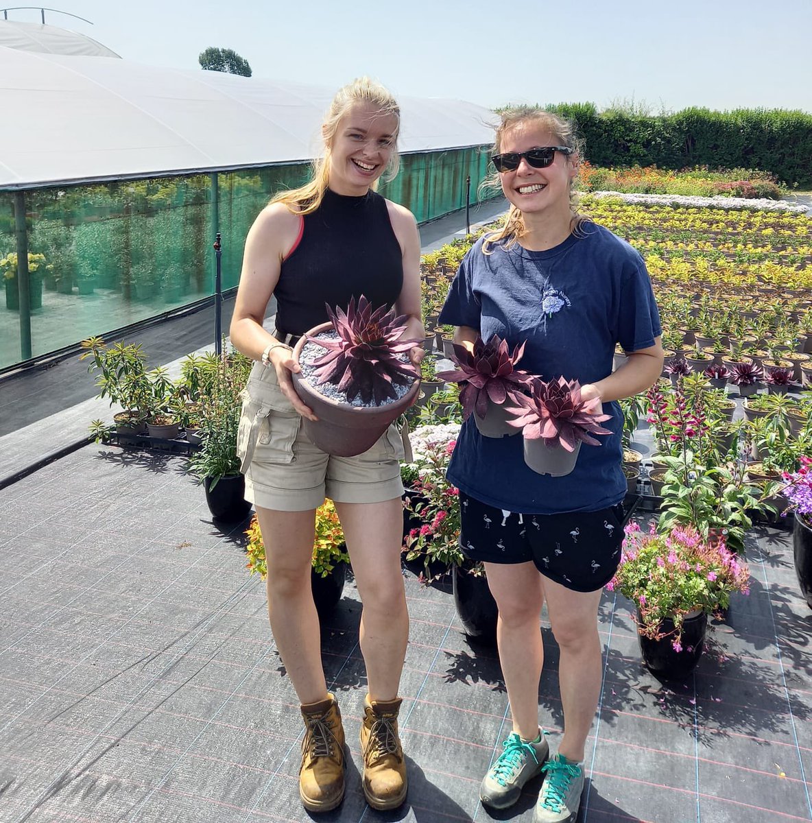 TristramPlants's tweet photo. Busy preparing for the HTA National Plant Show. The Trials team at Walberton were helping Neil from @Farplants get all the plants looking as good as possible on one of the hottest days of the year. #horticulture #htanationalplantshow #newplants #sussexgrown #farplants @HTAnews https://t.co/QuhGdNKSLD