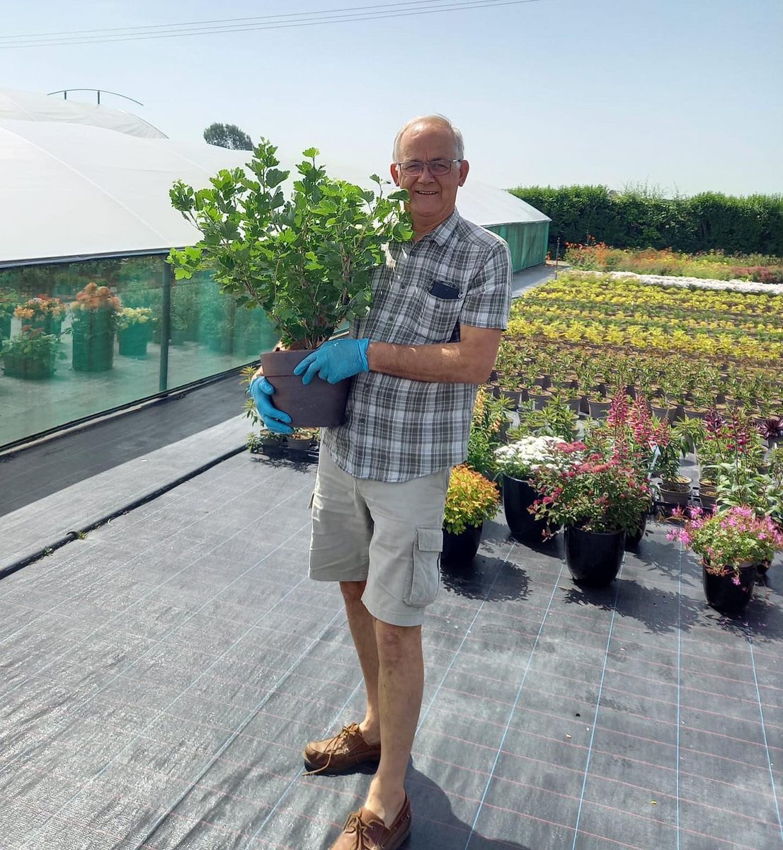 TristramPlants's tweet photo. Busy preparing for the HTA National Plant Show. The Trials team at Walberton were helping Neil from @Farplants get all the plants looking as good as possible on one of the hottest days of the year. #horticulture #htanationalplantshow #newplants #sussexgrown #farplants @HTAnews https://t.co/QuhGdNKSLD