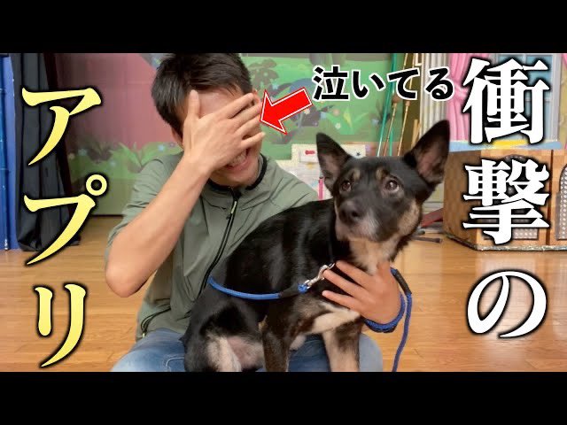 Zash 動画公開 泣かされました なんだこのアプリ 遠方にいる犬が ビデオレター を送れる神アプリがすごすぎた T Co Injkijyciy T Co Lqhchefbxg Twitter
