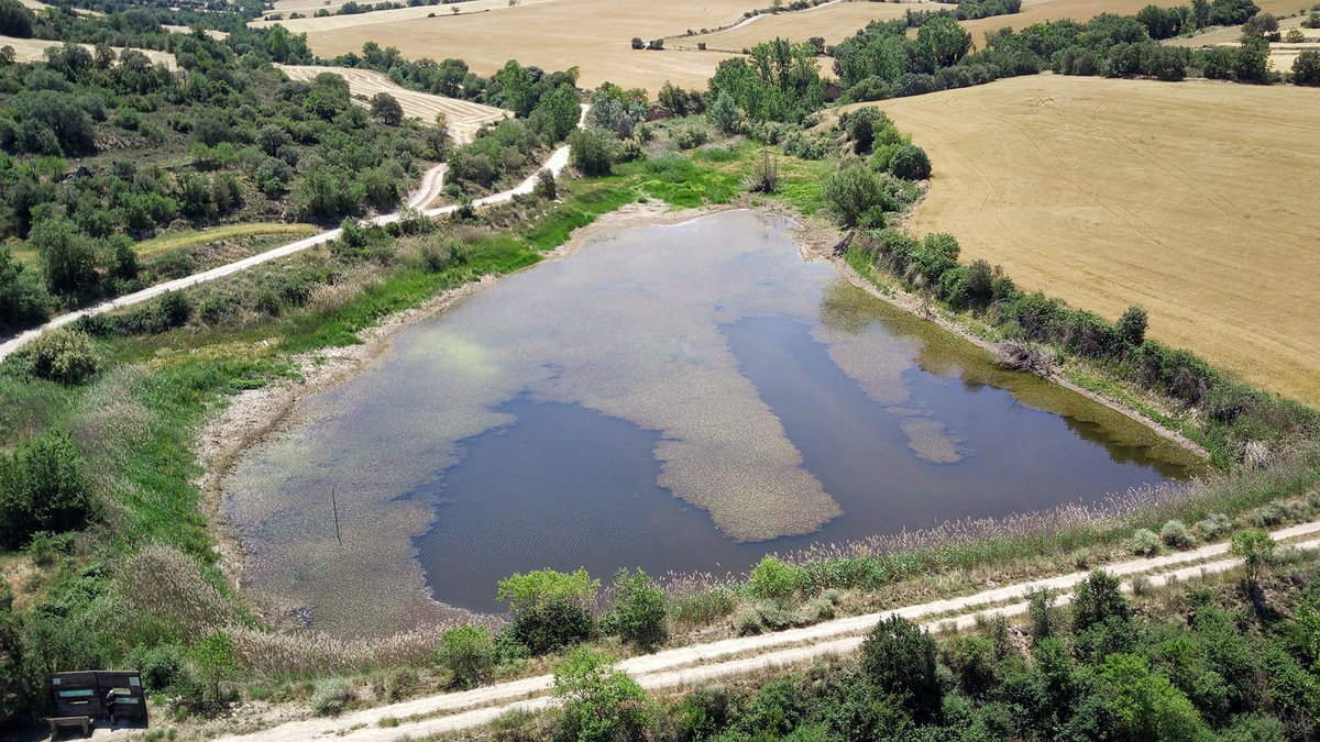 ramon sunyer tweet media