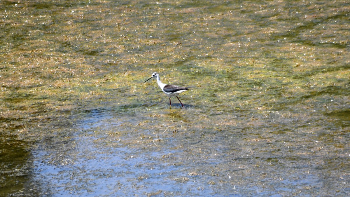 La bassa de Palouet a la <a href="/valldellobregos/">Vall del Llobregós</a> , un dels pocs refugis d'#aucells aquàtics, va minvant cada dia, #laiguaésvida, #boncapdesetmana
<a href="/lasegarra/">La Segarra</a> <a href="/aralleida/">Ara Lleida</a> <a href="/catexperience/">Catalunya Experience</a> <a href="/descobrircat/">Descobrir.cat</a> <a href="/SomSegarra/">Som Segarra</a> <a href="/EspaisPonent/">EspaisNaturalsPonent</a> <a href="/BirdingLleida/">BIRDING LLEIDA Expedicions</a> <a href="/ICOcells/">ICOcells</a>  <a href="/lasajolida/">La Sajolida</a> <a href="/caminsnatura/">Camins en la natura</a> <a href="/viladetora/">Torà on-line</a>