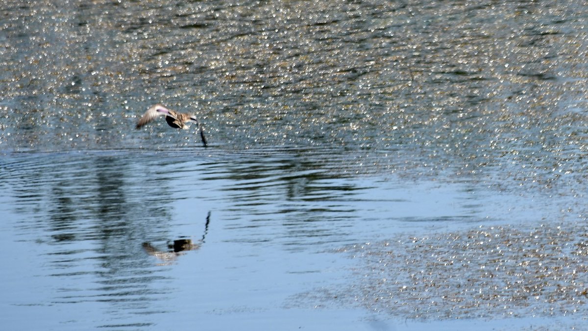 ramon sunyer tweet media