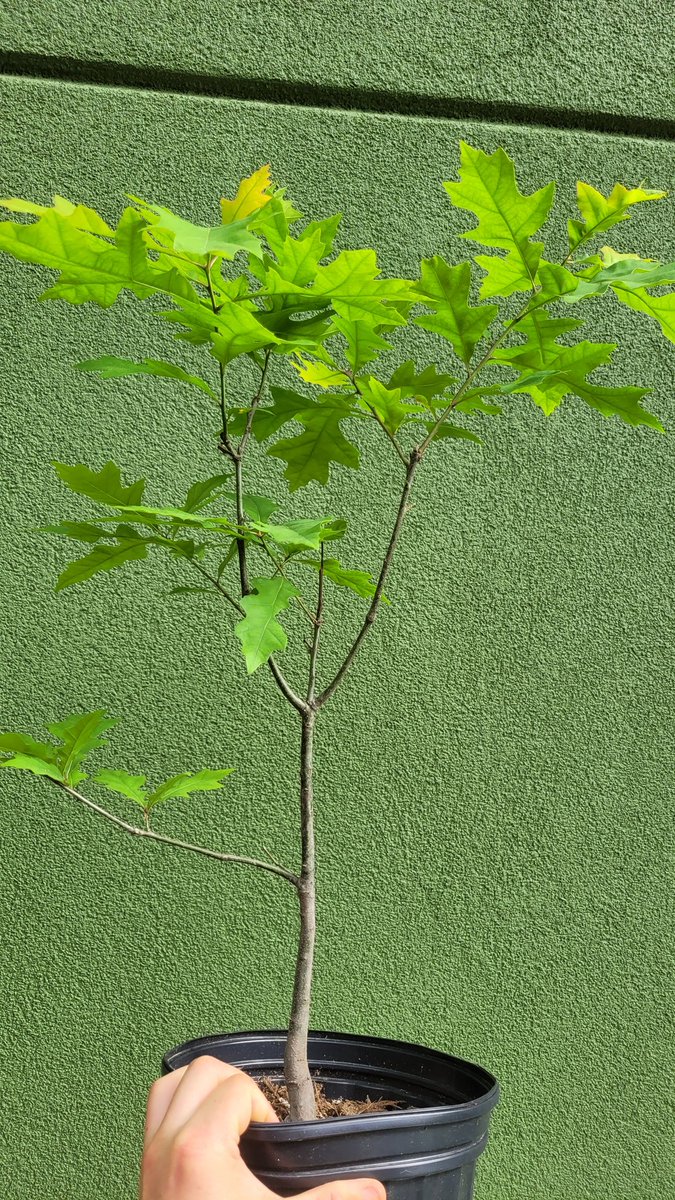 HappyMapleTrees's tweet photo. Swamp oak (I think!) Potted up from bareroot earlier this year is looking good

Pushing lots of new growth, nice subtle lower movement (hard to see here) &amp; lots of back budding

#SwampOak #Bonsai #happymaplenursery https://t.co/owejC0wxTs