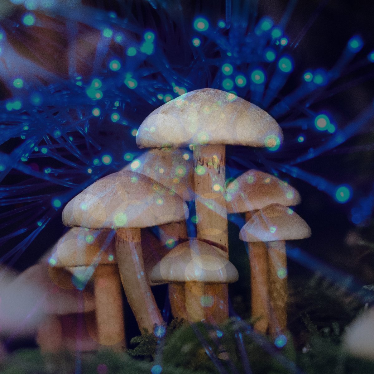 GM! I am in Psychedelic Assisted Therapy class all day and I'm loving it. What a time to be alive! 🍄💙